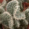 Opuntia_cylindrica_cristata